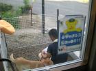 福島緊急災害動物救援本部のシエルターワーク　　犬の巻