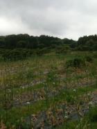 熊本天草の自然栽培を訪ねて