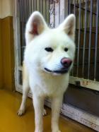 熊本動物管理センターからの秋田犬譲渡できました。