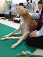 佐野忠士先生（獣医師）の家庭でできる愛犬のリハビリテーションセミナー
