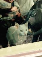 熊本大地震 犬猫用救援物資申し込みサイト出来ました！！