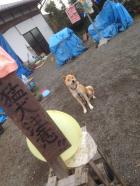 熊本地震　家屋解体　犬猫居場所は？？