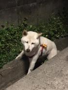 益城町　失明の老犬　保護されました。。拡散希望！！