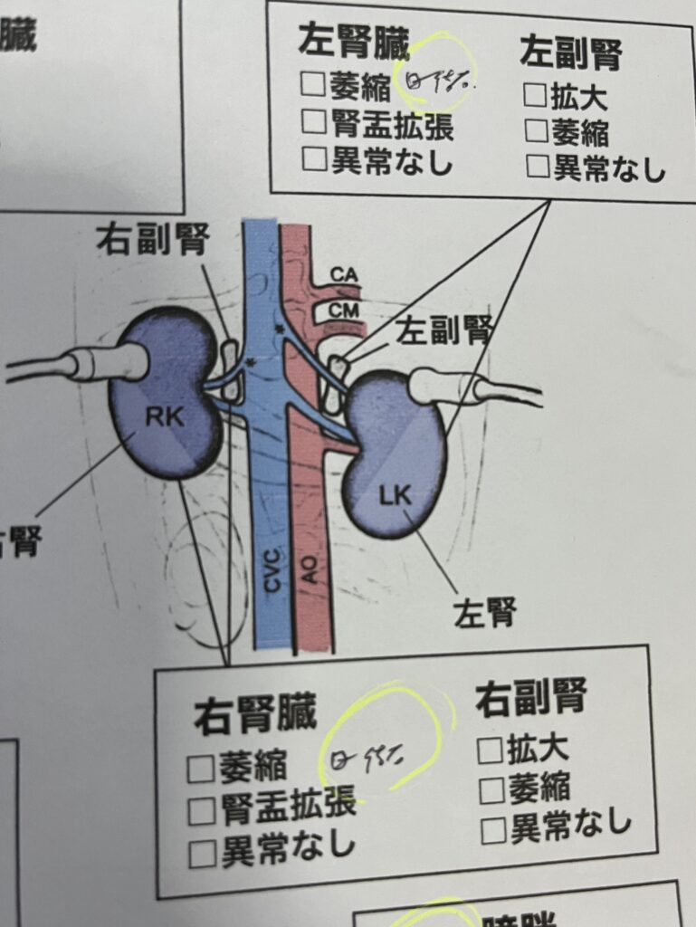 病院付き添い 胆泥 腎&膀胱結石発覚! キューちゃんわんケア日記 28 | 熊本市の動物看護・ペット相談はコンパニオンアニマルパーティー