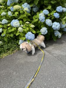 紫陽花咲いたね キューちゃん日記 53