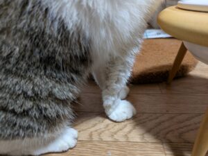 はなちゃん歩行違和感 6猫➕外親娘猫74
