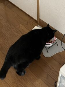 ノアちゃんネロちゃんにゃんケア日記16