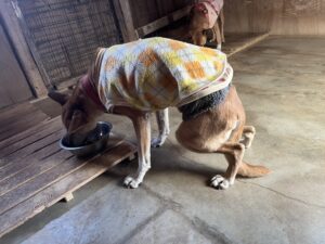 お福さんの後肢ペット同伴老人ホーム131